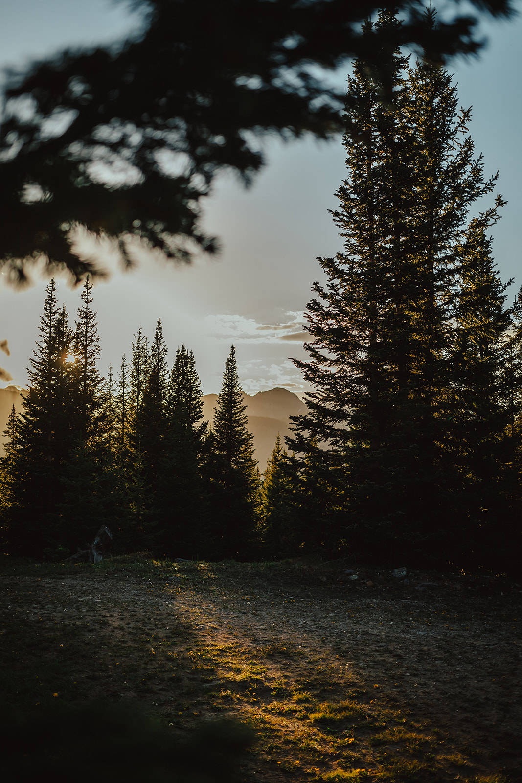 Photo of evergreen trees in the sunlight