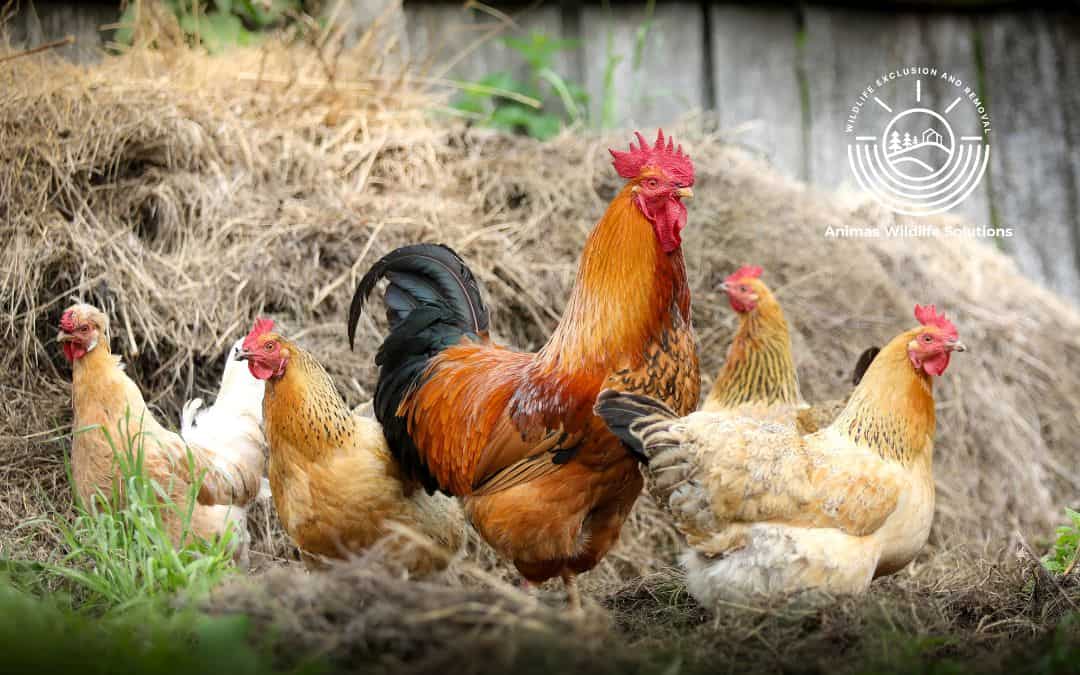 Guarding Your Feathered Friends: Protecting Chickens from Wildlife Predators