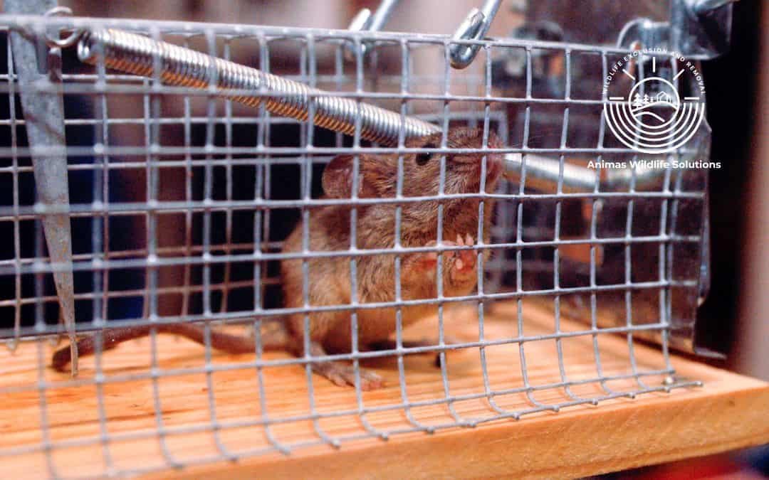 Tackling Mouse Infestations: A DIY Guide from Animas Wildlife Solutions