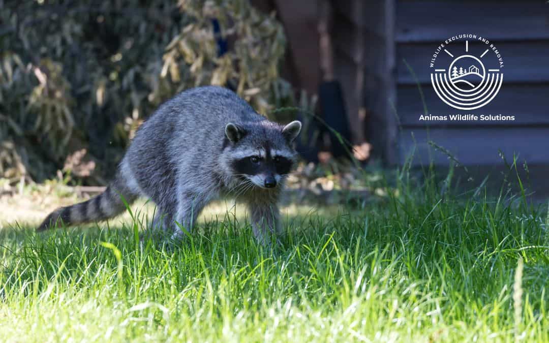 A raccoon walks on grass. The Animas Wildlife Solutions logo is in the corner.