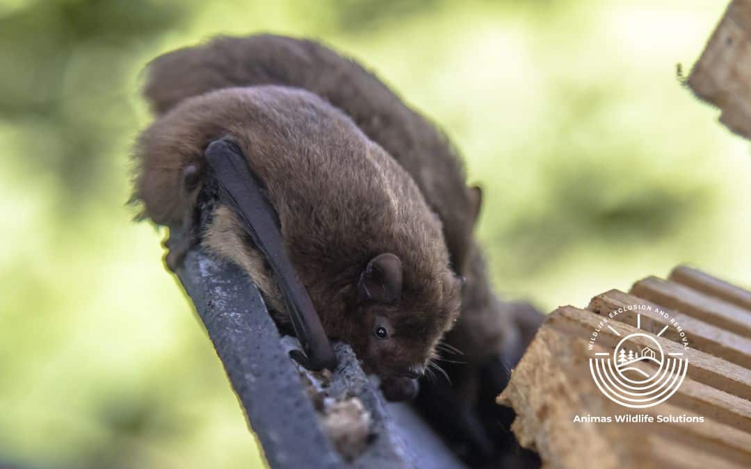 Bats in the Four Corners Region: Prevention and Relocation in your Home or Office