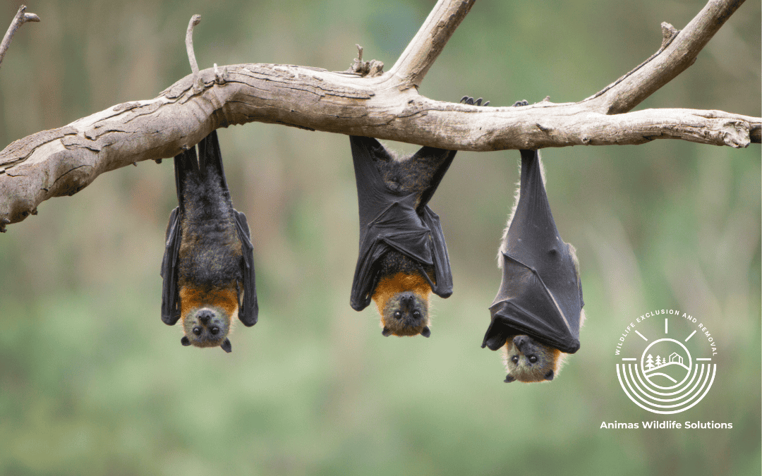 Bats in the Winter: Why Now is the Perfect Time to Seal Your Home