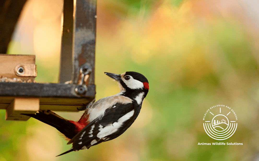 Guarding Your Home from Woodpecker Damage